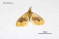 藏品(寬紋黃毒蛾)的圖片